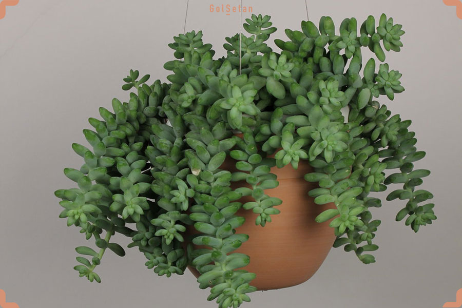 کاکتوس کریسمس (Christmas Cactus)