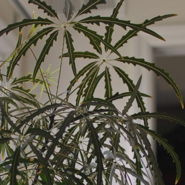 گیاه آرالیای دروغین