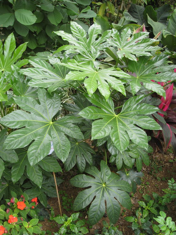 گیاه آرالیای برگ پهن ژاپنی