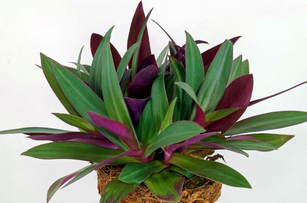 موسی در گهواره یا رهوئو