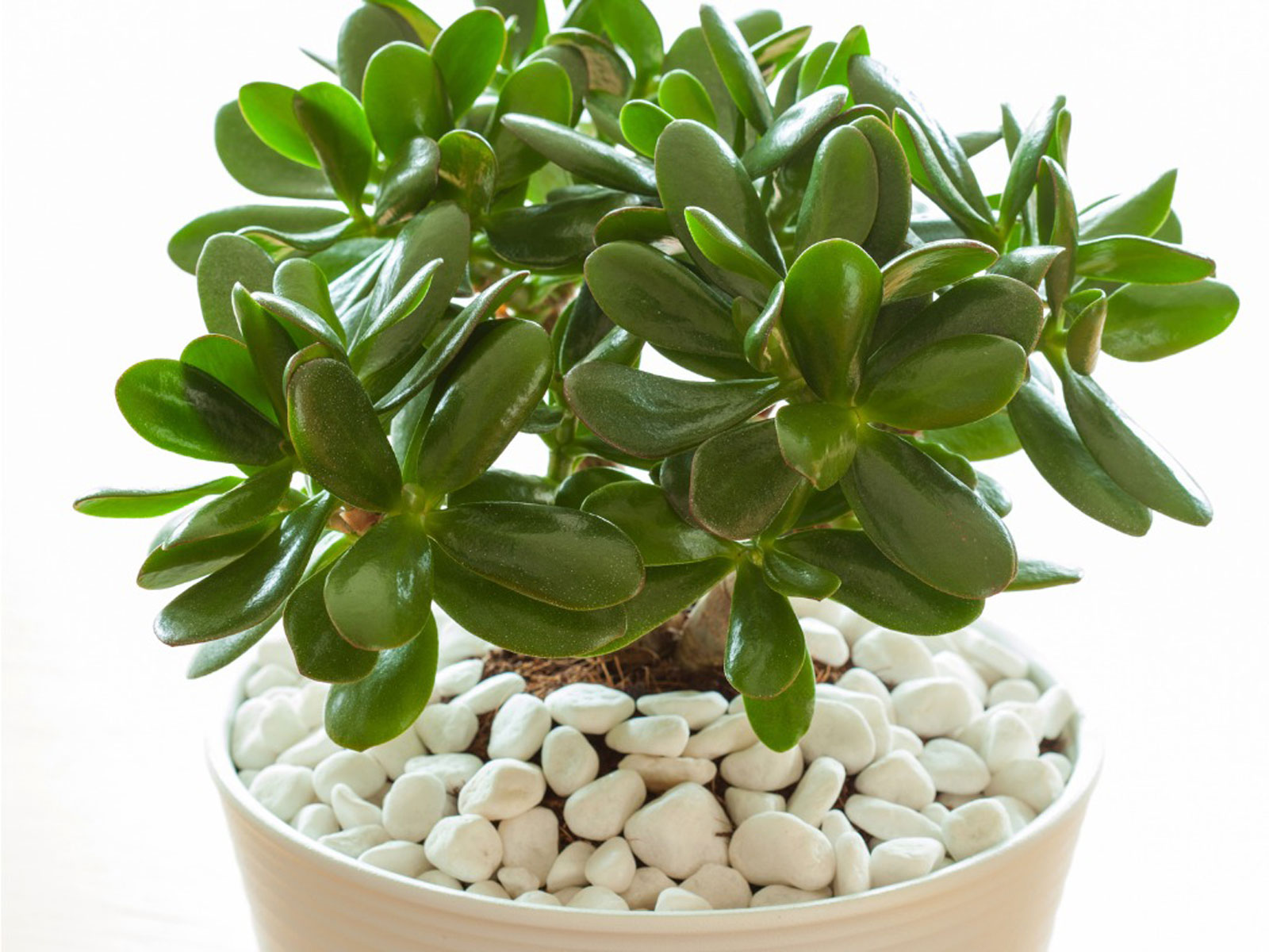 کراسولا خرفه ای Jade Plant