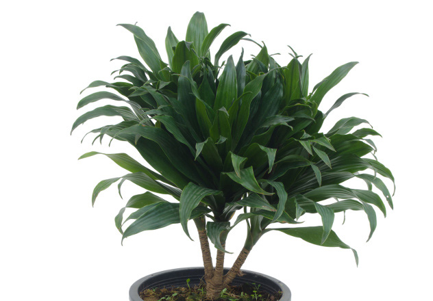 شرایط نگهداری گیاه آناناسی یا گازمانیا