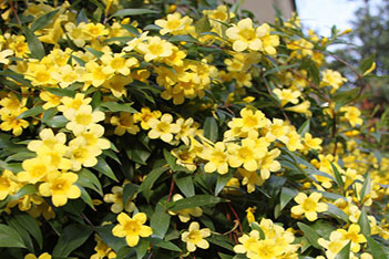 گیاهان زمستانی که در فصل سرما هم گل می‌دهند!