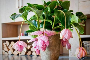 آشنایی با گیاه ارکیده فیلیپینی (Medinilla Magnifica) و روش نگهداری از آن