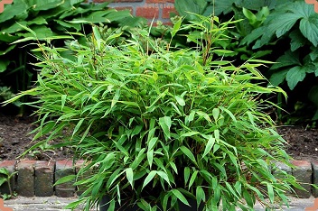 معرفی گیاه بامبو چتری (UmbrellaBamboo-Fargesia Bamboo)