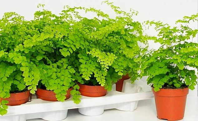 گیاه پرسیاوشان (Maidenhair Fern)