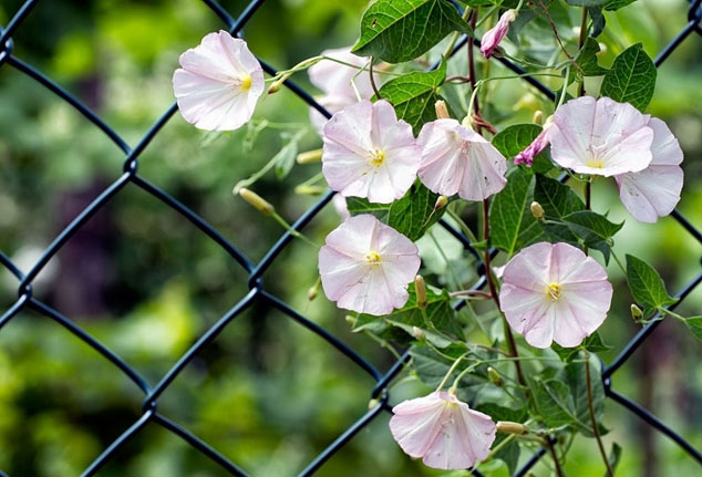 پیچک سفید / شکوه صبح (Convolvulus Cneorum)