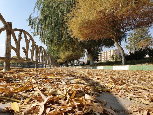 دلیل علاقه انسان به ریزش برگ‌های پاییز چیست؟