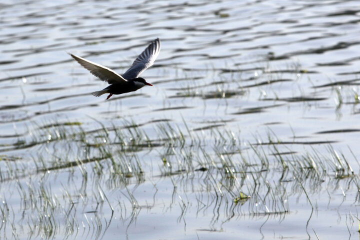 احیای تالاب‌ها با تدبیر دولت