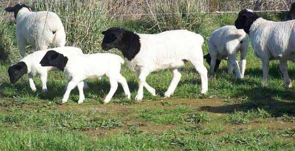 خرید گوسفند زنده با قیمت روز دام زنده شهرداری تهران