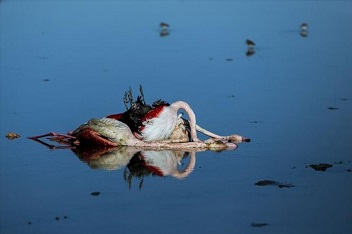 میانکاله قتلگاهی برای پرندگان مهاجر می شود