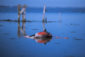 بیش از ۱۹ هزار پرنده در شمال ایران در یک ماه گذشته تلف شدند