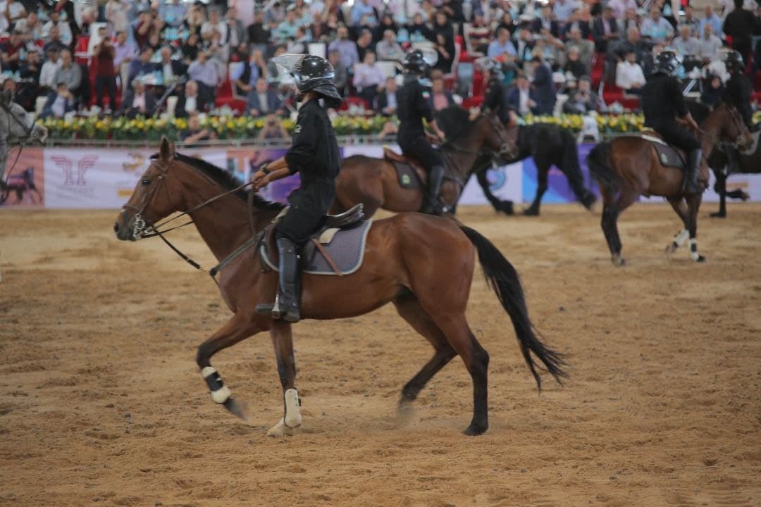 واردات اسب و چند پرسش از سازمان توسعه تجارت؟