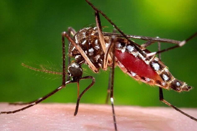 از خطر پشه «آئدس» و «تب استخوان شکن» بیشتر بدانید