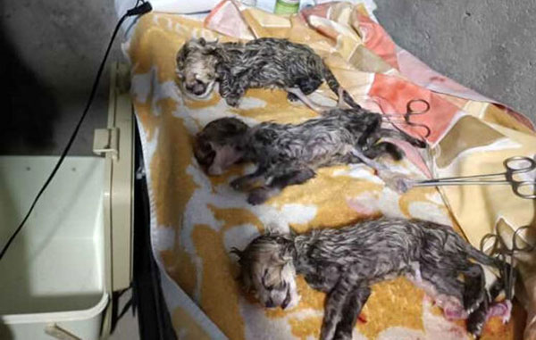 جنسیت فرزندان «ایران» مشخص شد