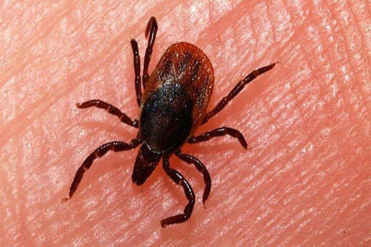 شناسایی ۵۱ بیمار کریمه کنگو