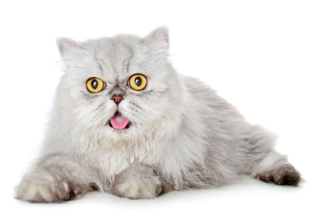 اسراری جالب درباره گربه ها