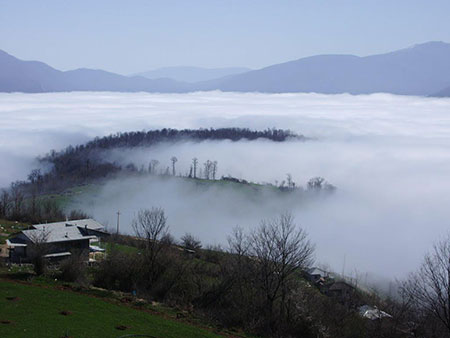 دانستنی های جالب درباره جنگل ابر شاهرود