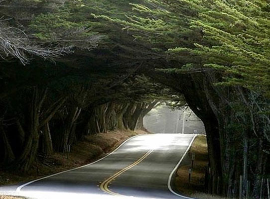 پارک جنگلی گیسوم؛ تونل جنگلی شگفت انگیز در گیلان