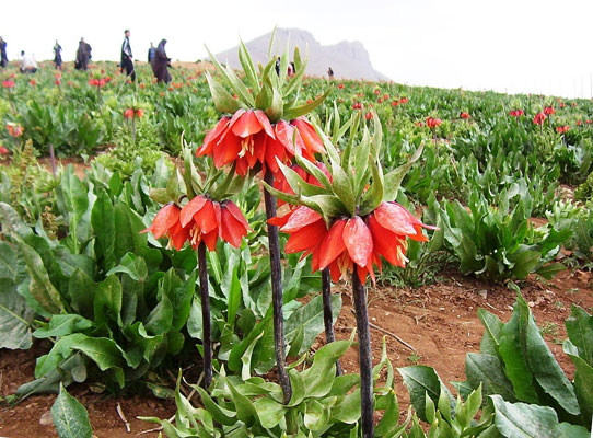 دشت لاله های واژگون کوهرنگ