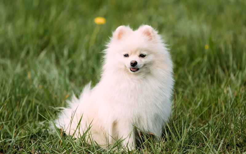 تفاوت پامر خرسی و روباهی