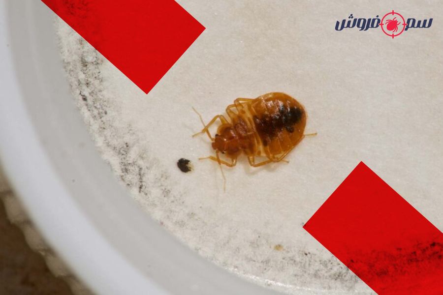 ساس از چی بدش میاد؟