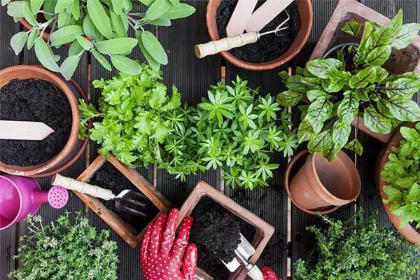 معرفی 10 روش مؤثر برای تقویت خاک گلدان