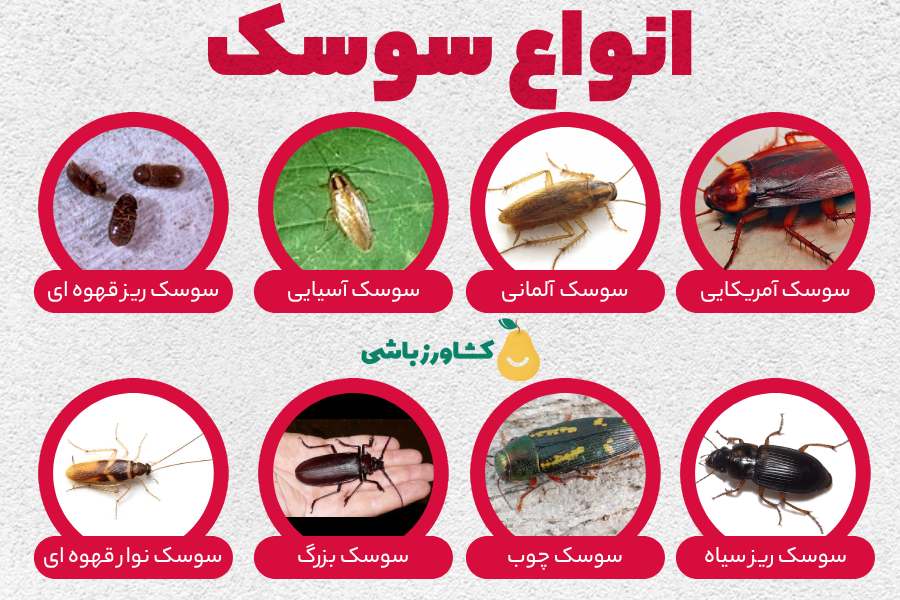 انواع سوسک - عکس سوسک و مشخصات شایع ترین سوسک‌های خانگی