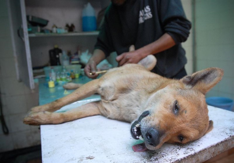 همه چیز در مورد عقیم کردن سگ ، زمان انجام و فواید آن