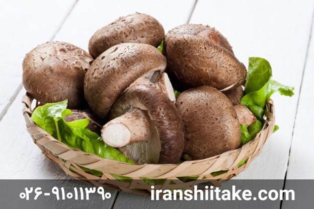 آشنایی با خواص قارچ شیتاکه