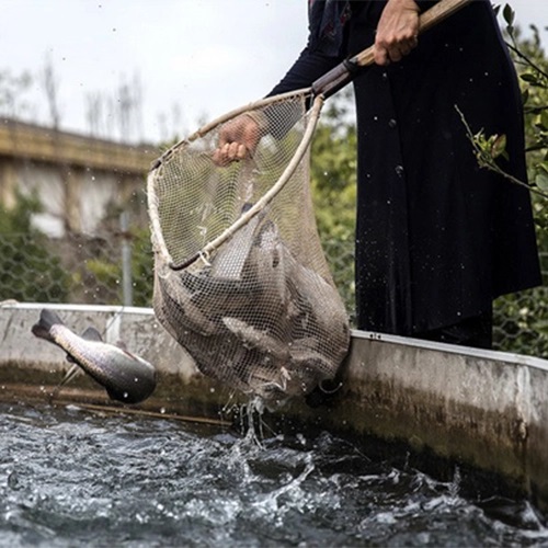 مشخصات ماهی قزل آلا | همه چیز درباره این ماهی محبوب