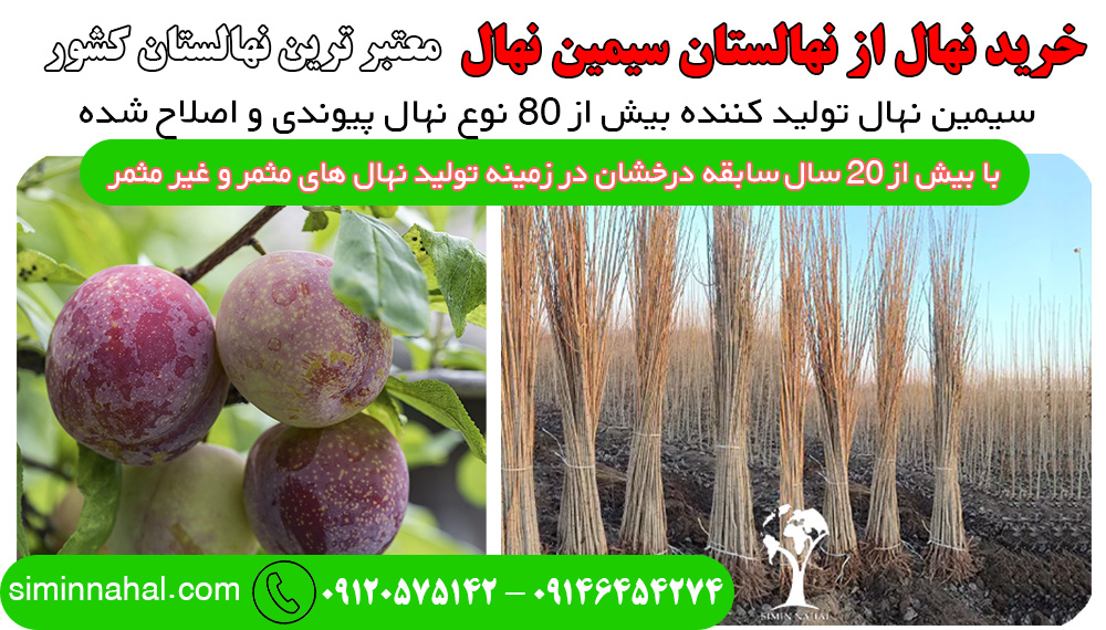 خرید نهال با سود دهی بیشتر از طلا