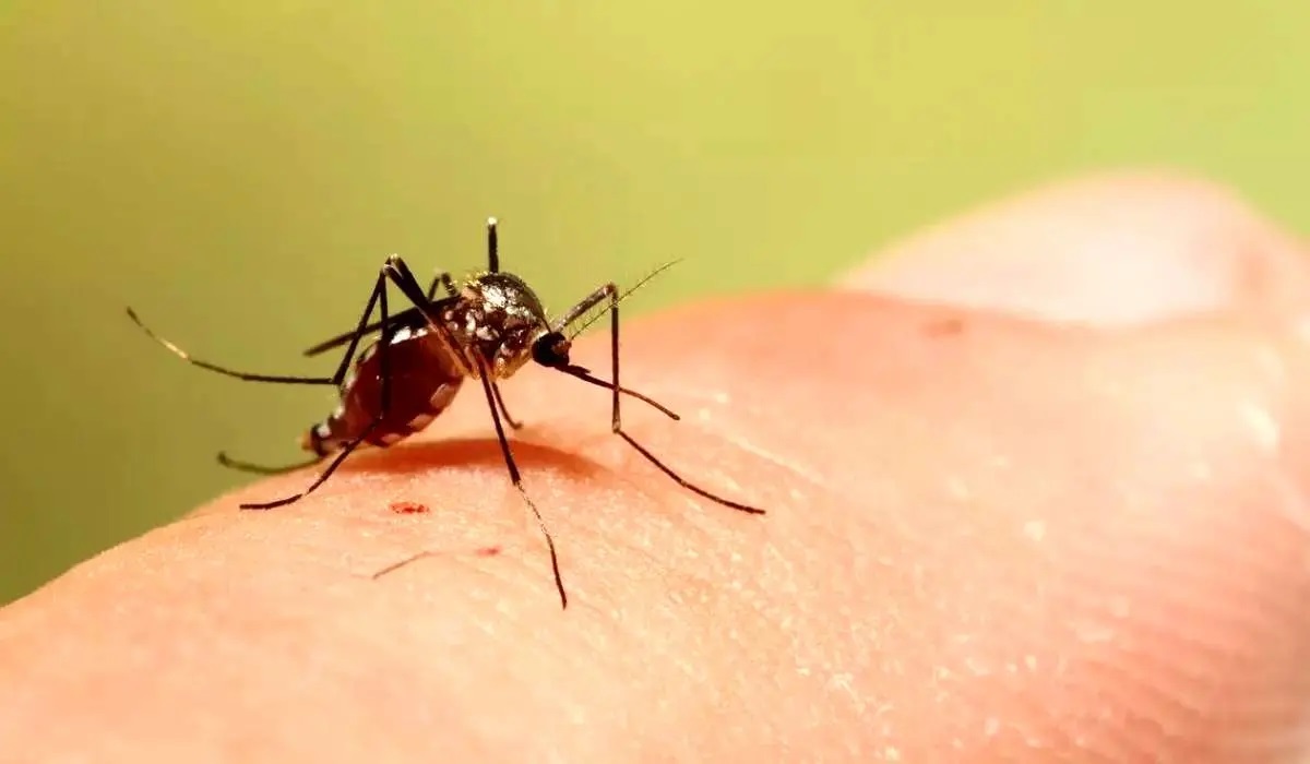 تب استخوان شکن از علائم «تب دانگی»