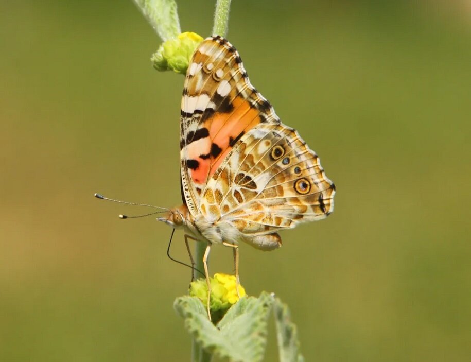 این پروانه کوچک رکورد مهاجرت را شکست: ۴۰۰۰ کیلومتر در ۸ روز، بدون توقف