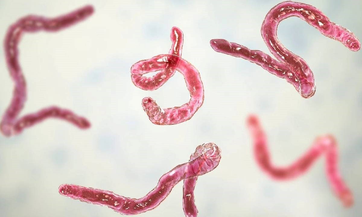 معرفی و علائم 7 نوع از بیماری‌ های انگلی و عفونت‌زا